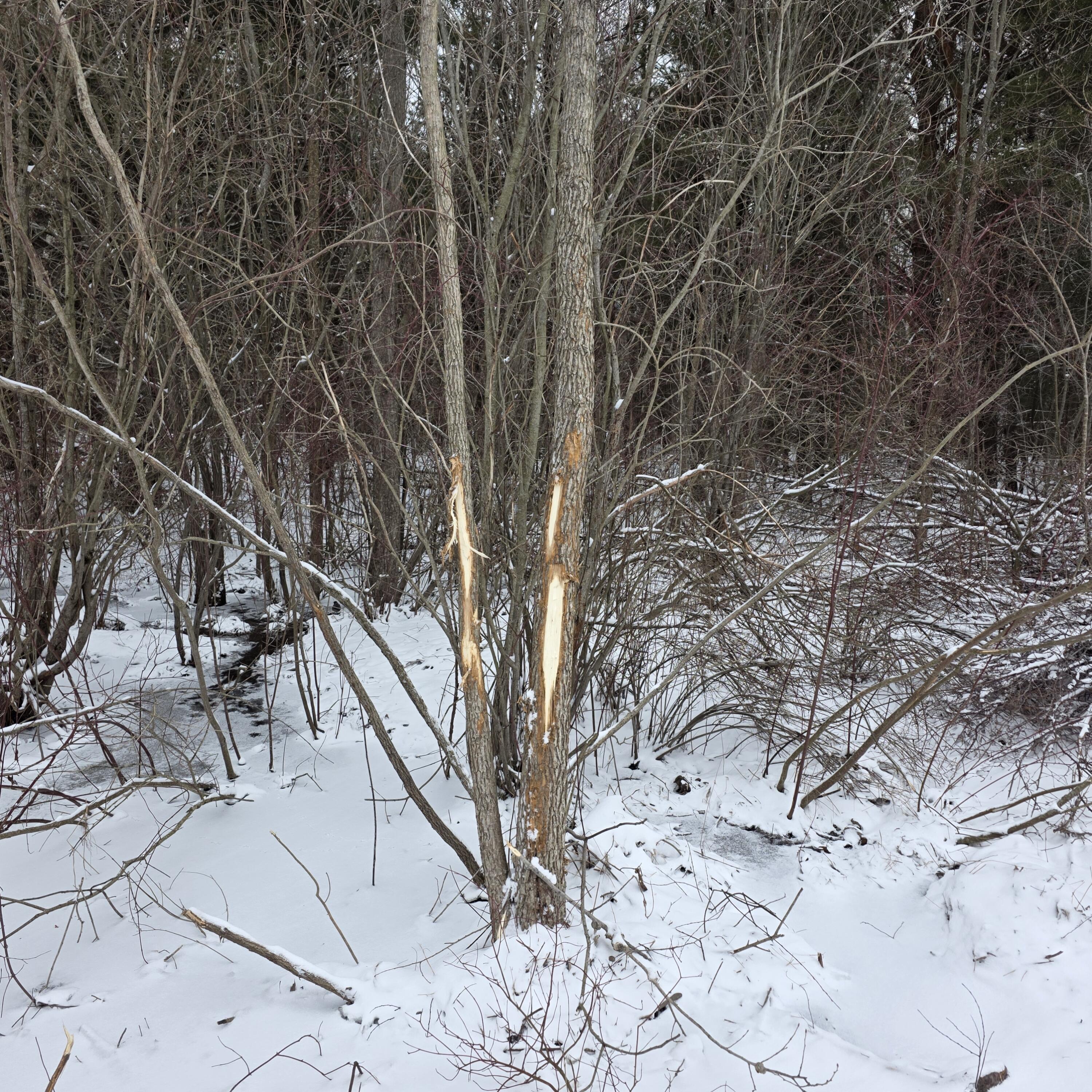 0 4.69 Ac Lorenson Road Vac 4.69 Ac