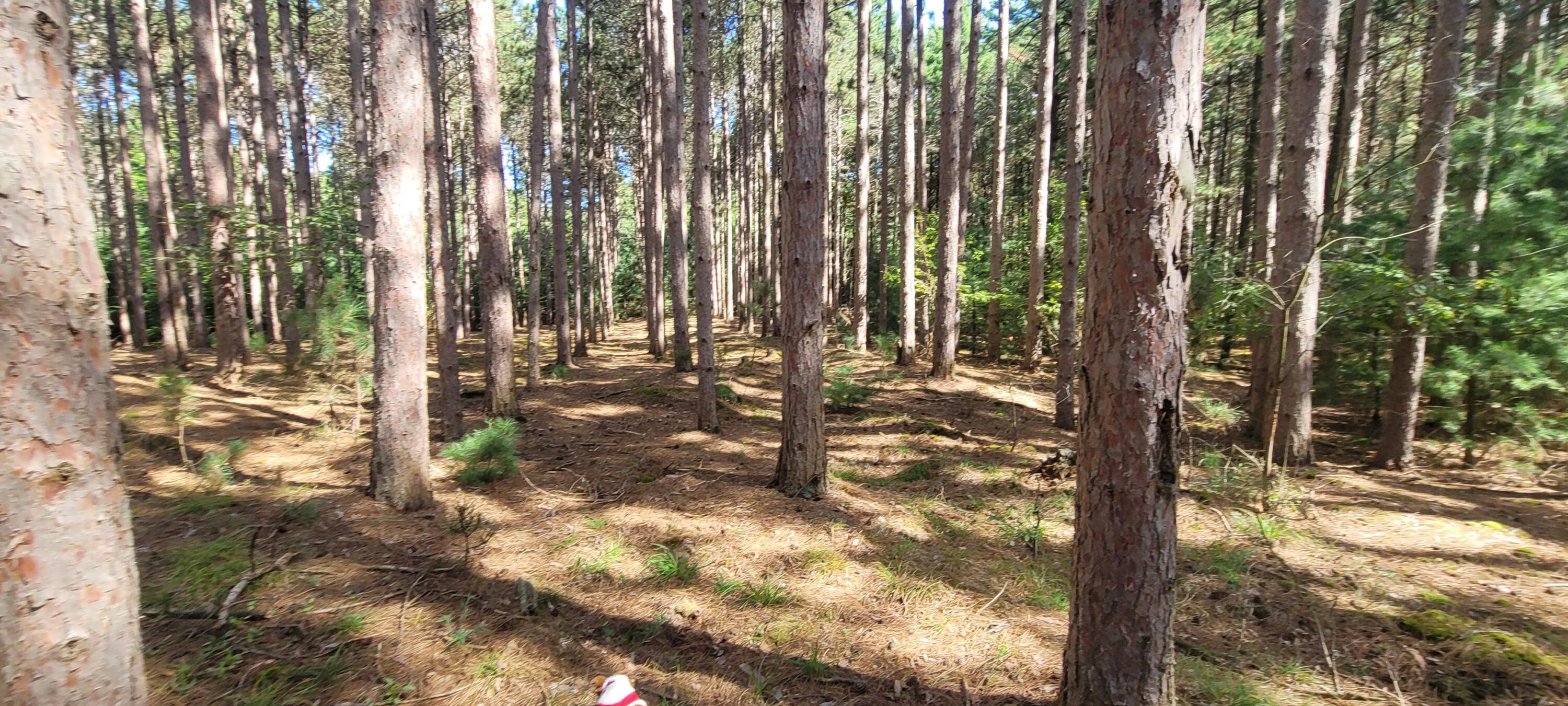 15 Vac acres S 32nd Avenue
