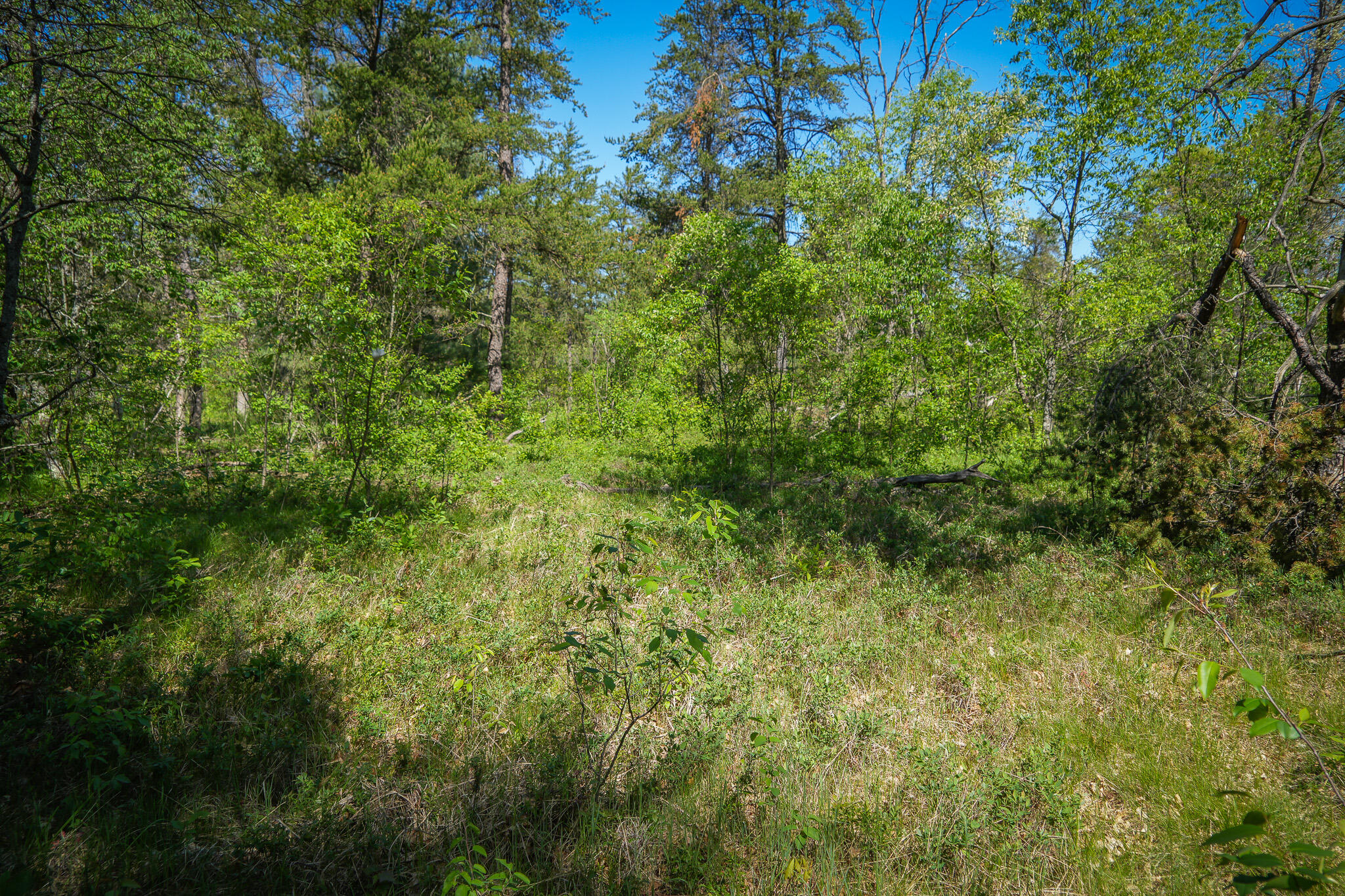 4364 W 4 Mile Road