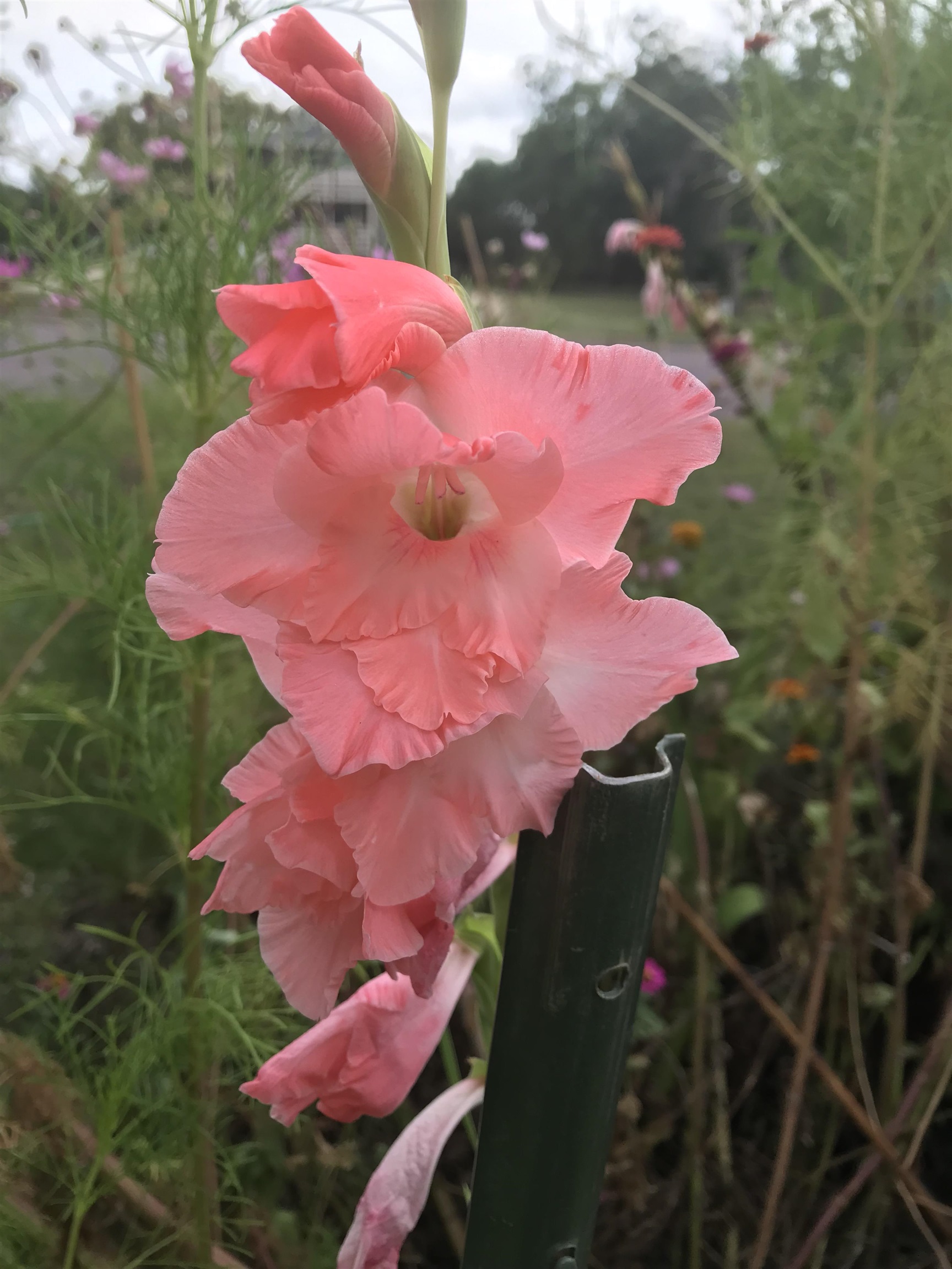 718 E Chestnut Street