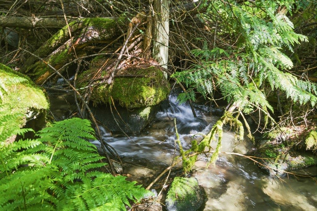 A forest stream flows around moss-covered rocks beneath overhanging ferns.