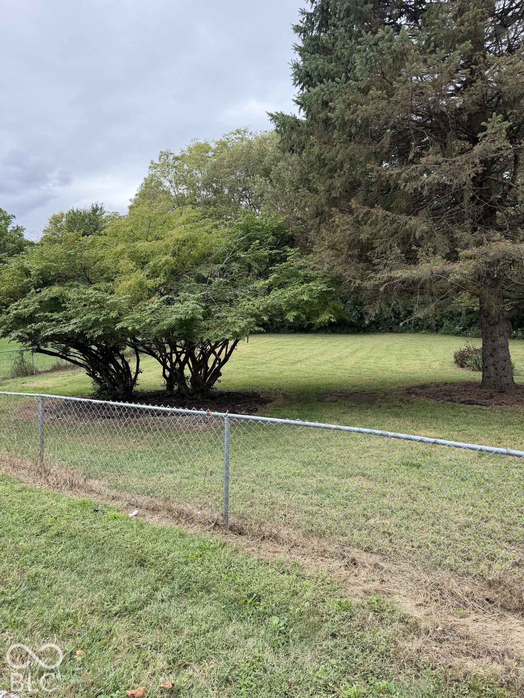 Grassy yard behind a chain-link fence, shaded by trimmed shrubs and a large evergreen tree.