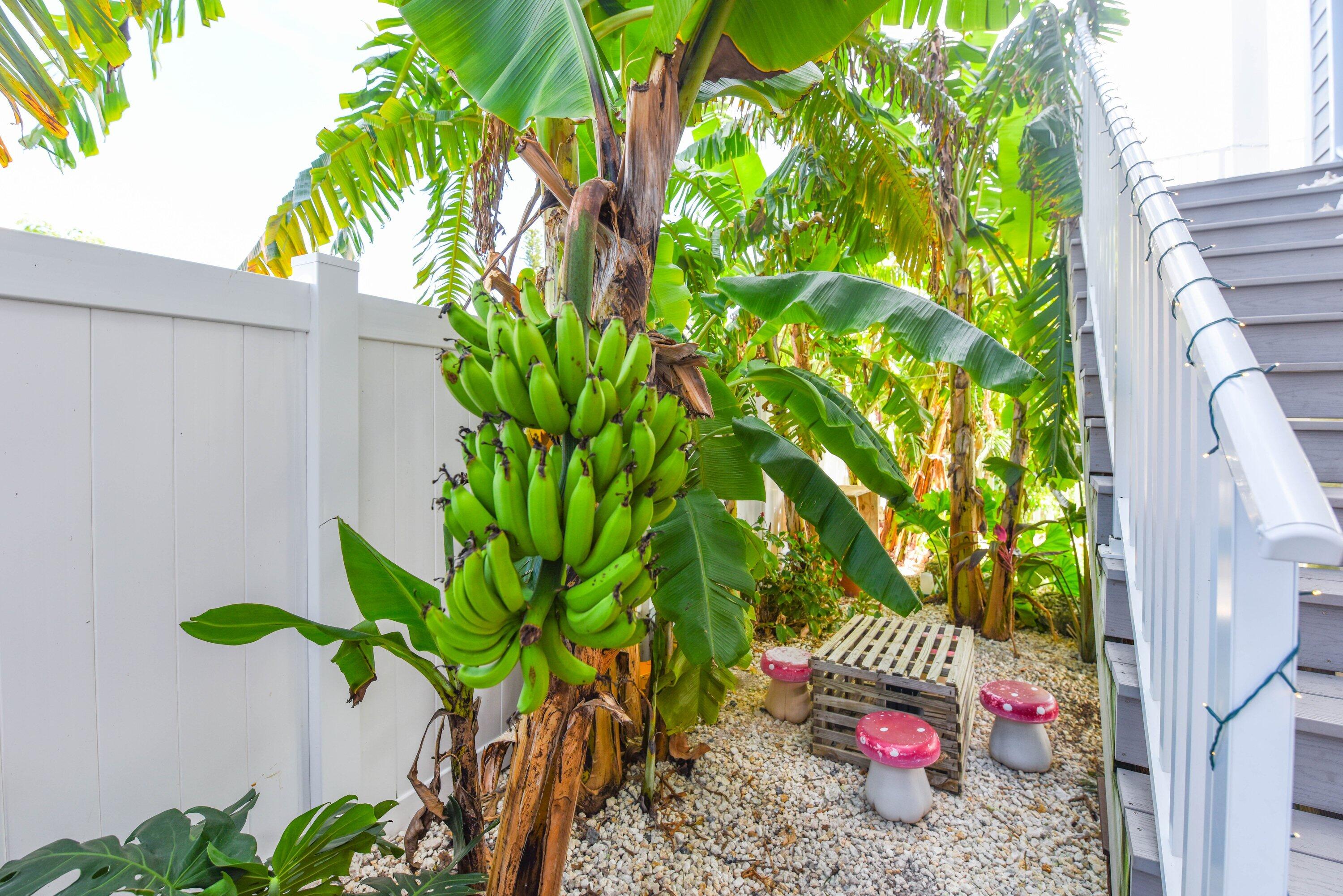 45 Palm Drive