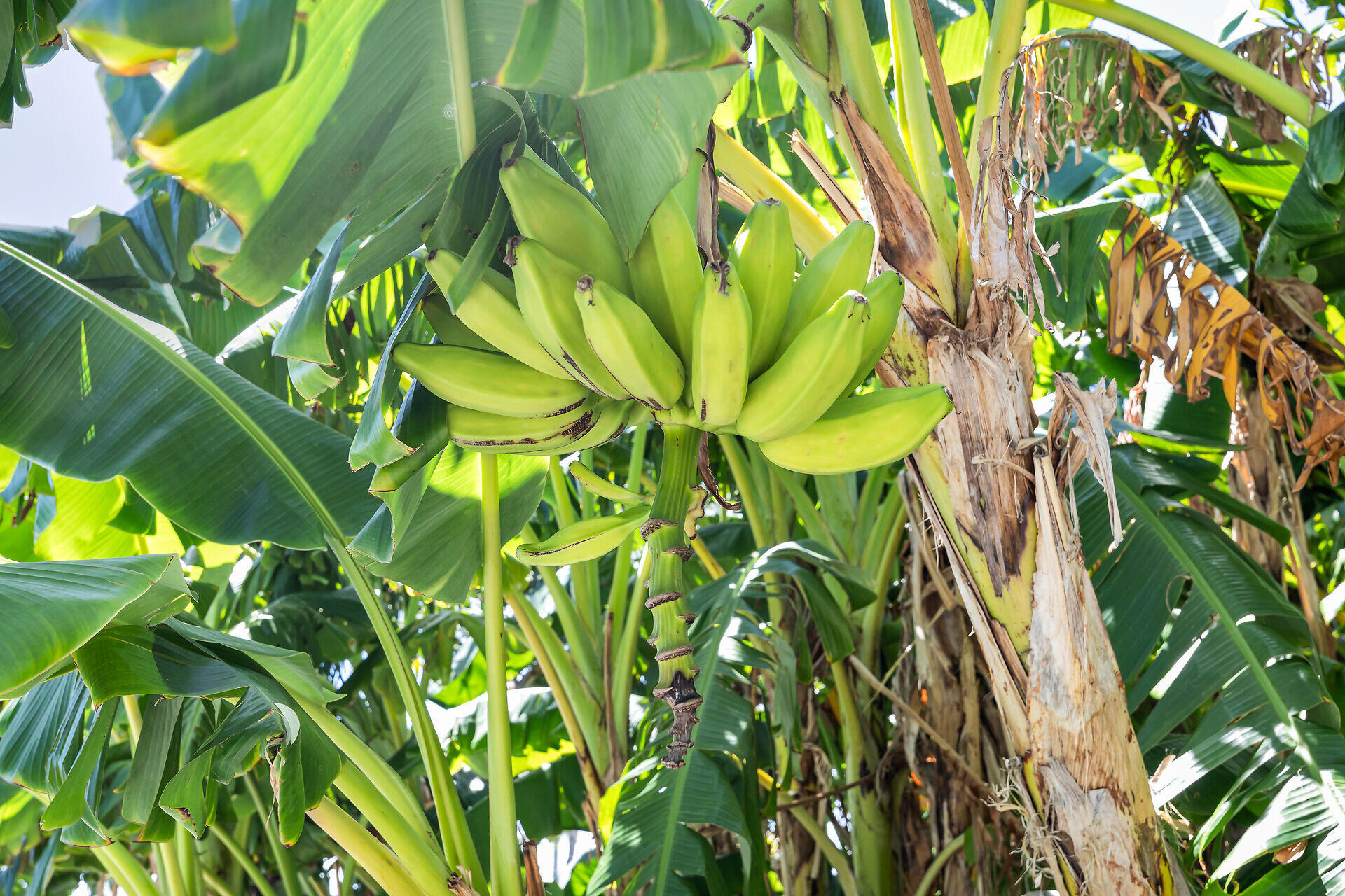 97 Coco Plum Unit: B-29