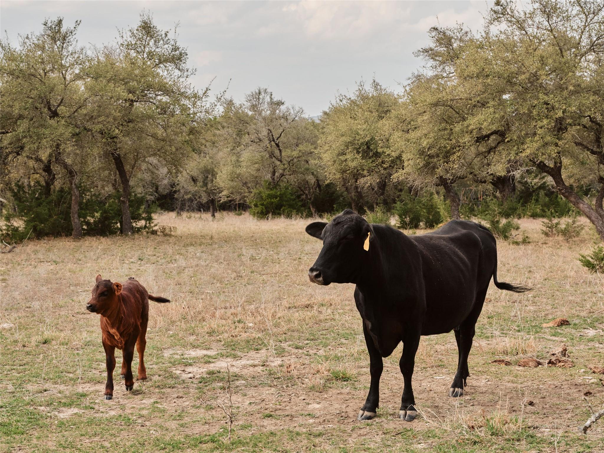 Montage Ranch