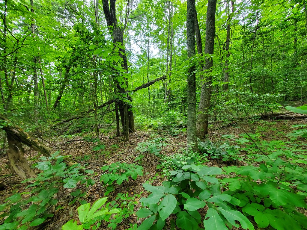 10 Mountain Blue Road