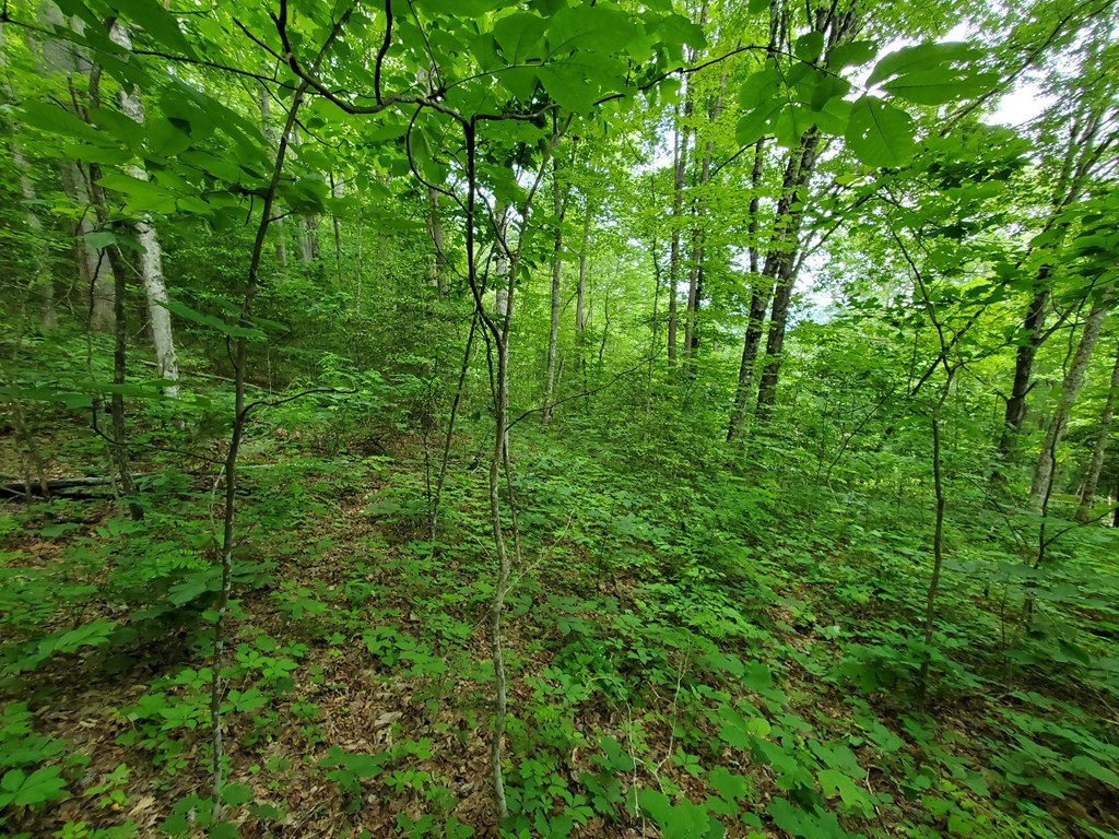 10 Mountain Blue Road