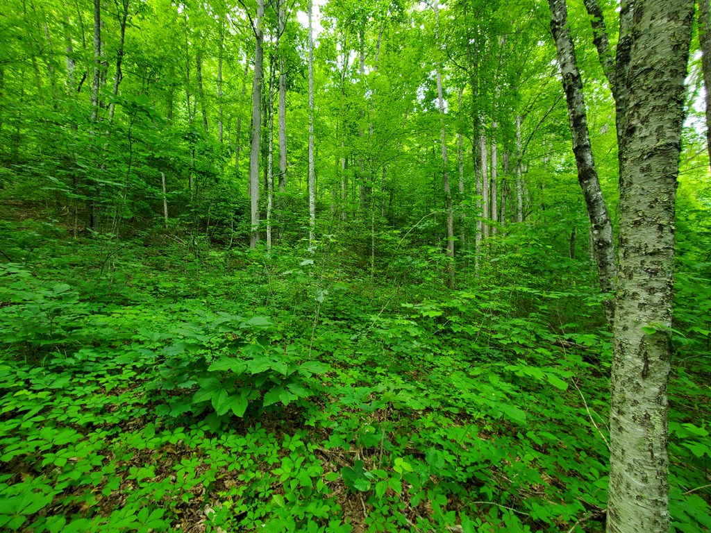 10 Mountain Blue Road