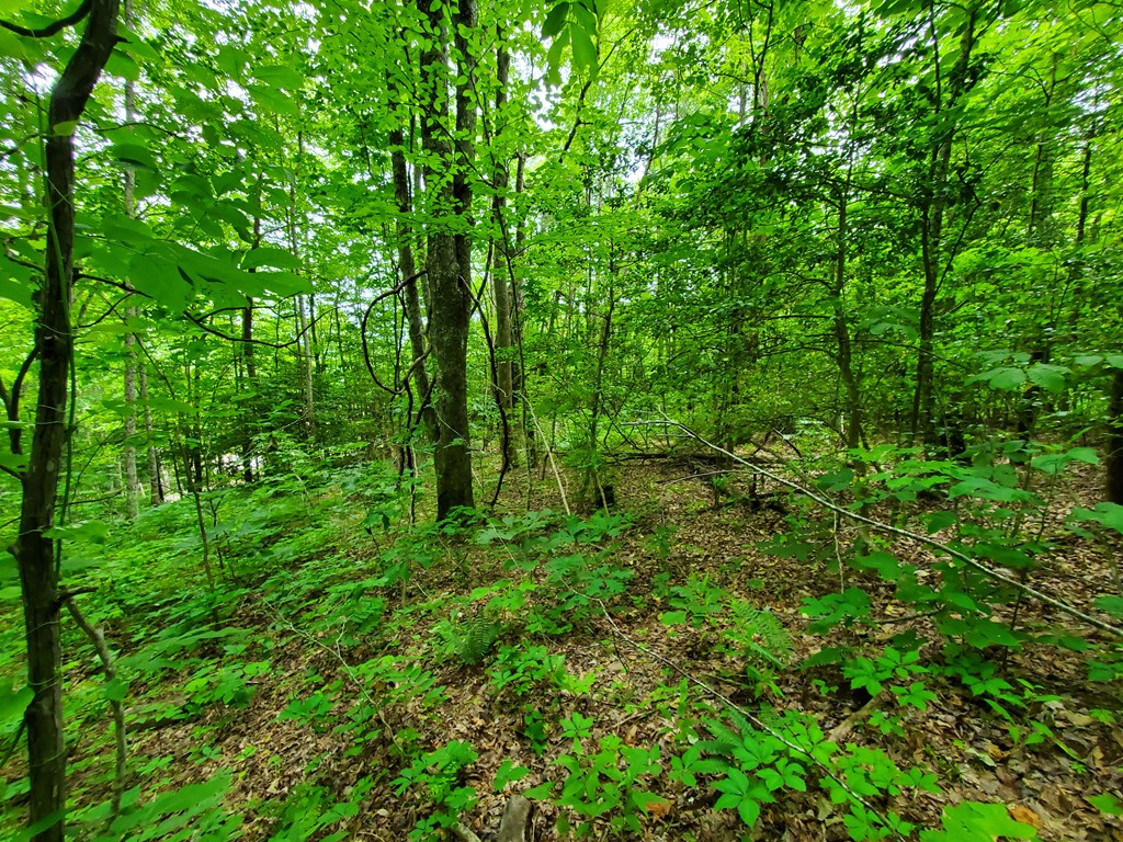 10 Mountain Blue Road