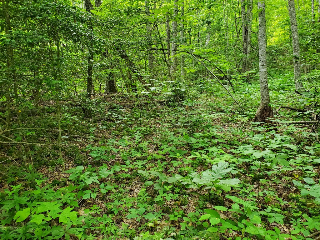 10 Mountain Blue Road