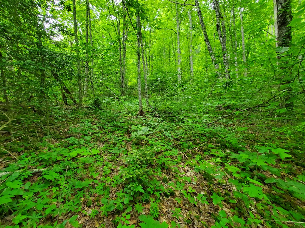 10 Mountain Blue Road