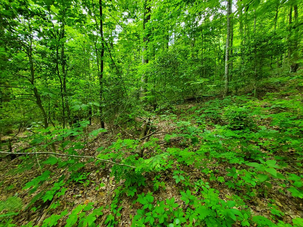 10 Mountain Blue Road