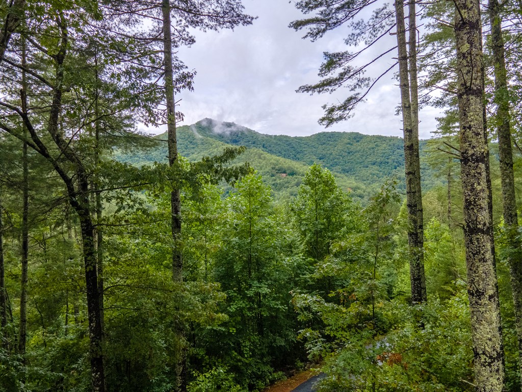 599 Timber Leaf Drive