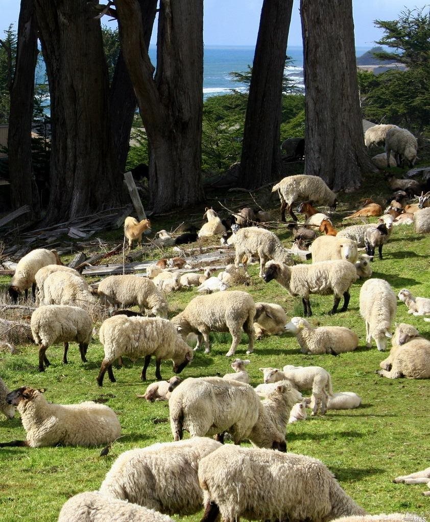 10092 Sorcerer Wood Rd