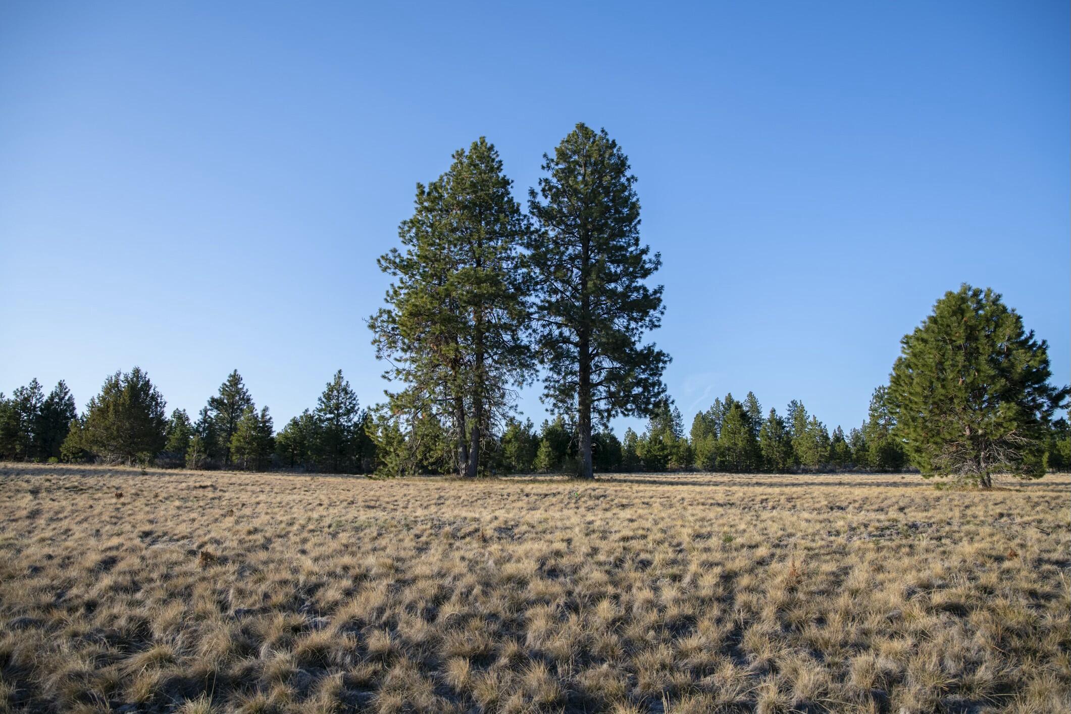 18715 Macalpine Loop, 37