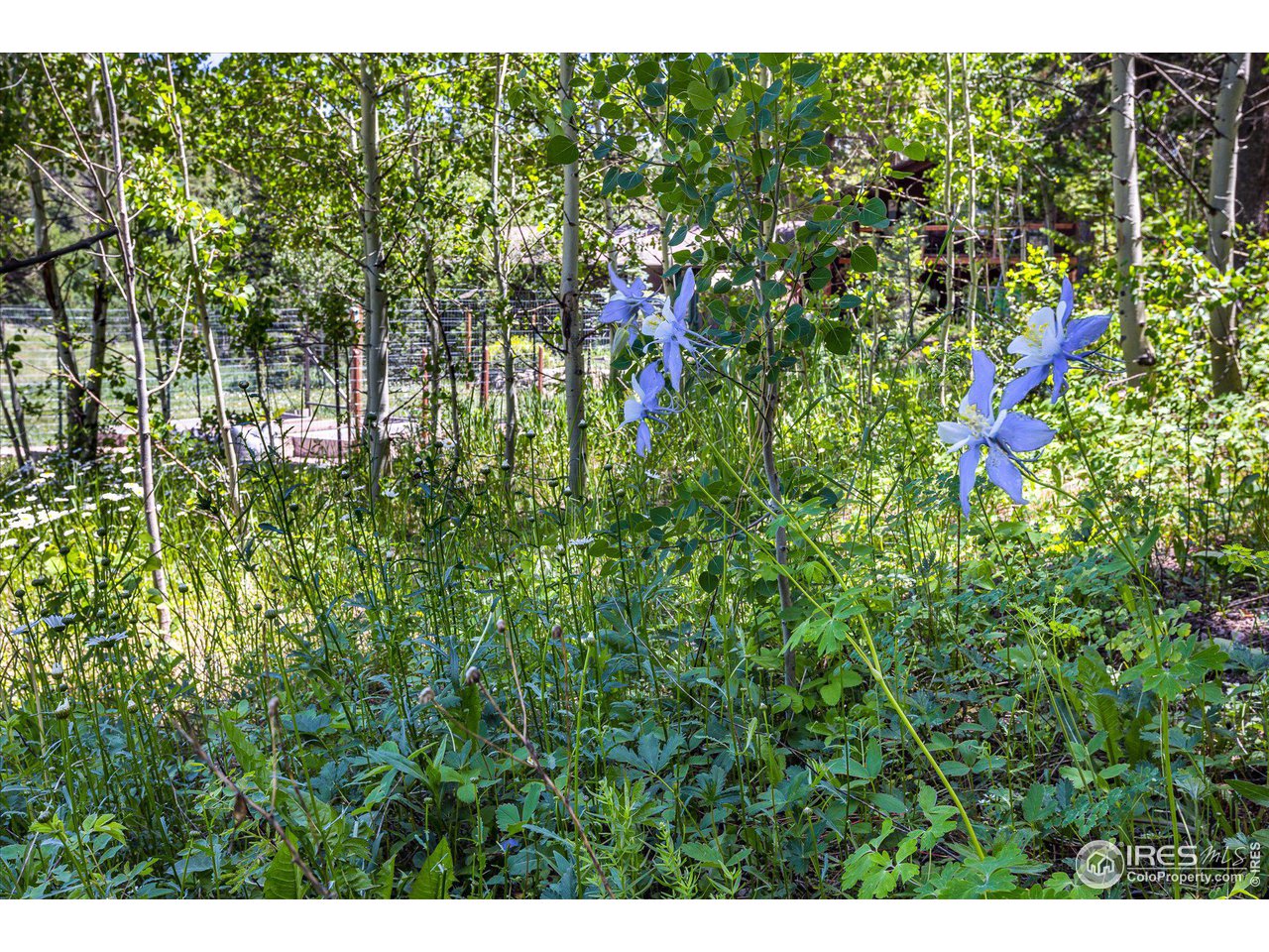 463 Pine Glade Rd