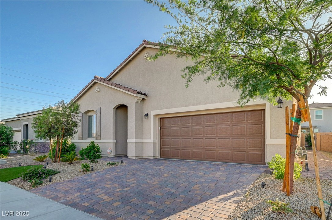 10251 Tiger Milkweed Street