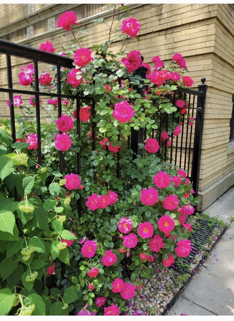 1908 W CHASE Avenue Unit: 203