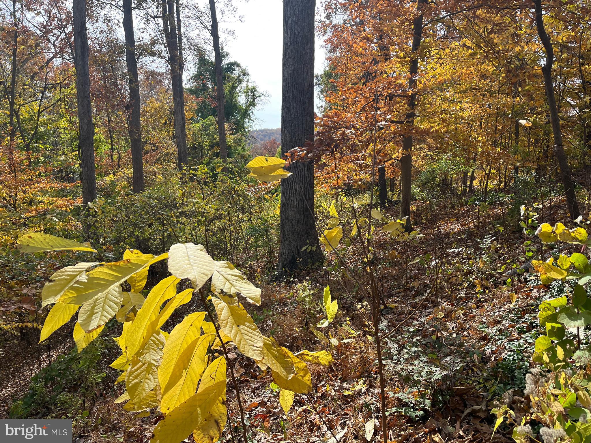 5651 BENT BRANCH ROAD