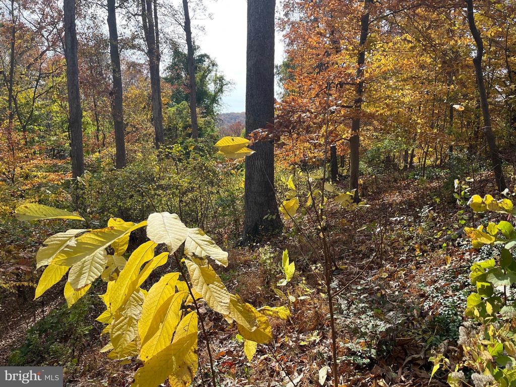 5651 BENT BRANCH ROAD