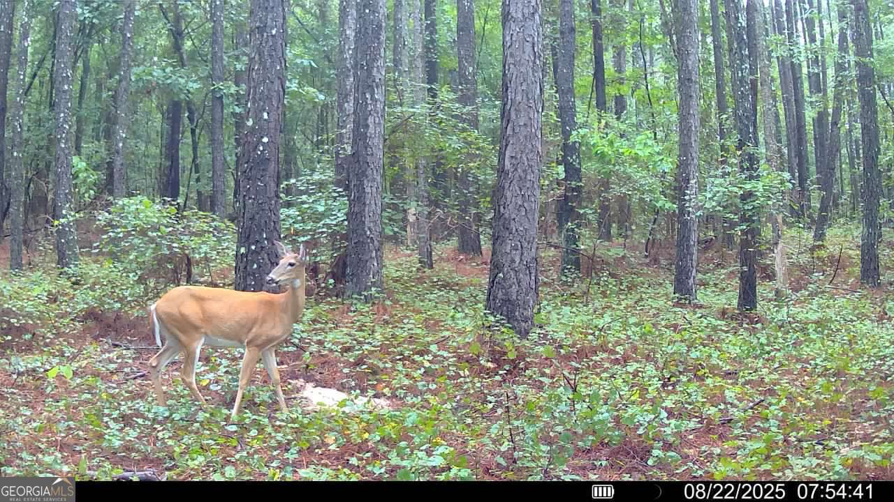 334 Oconee Forest Road