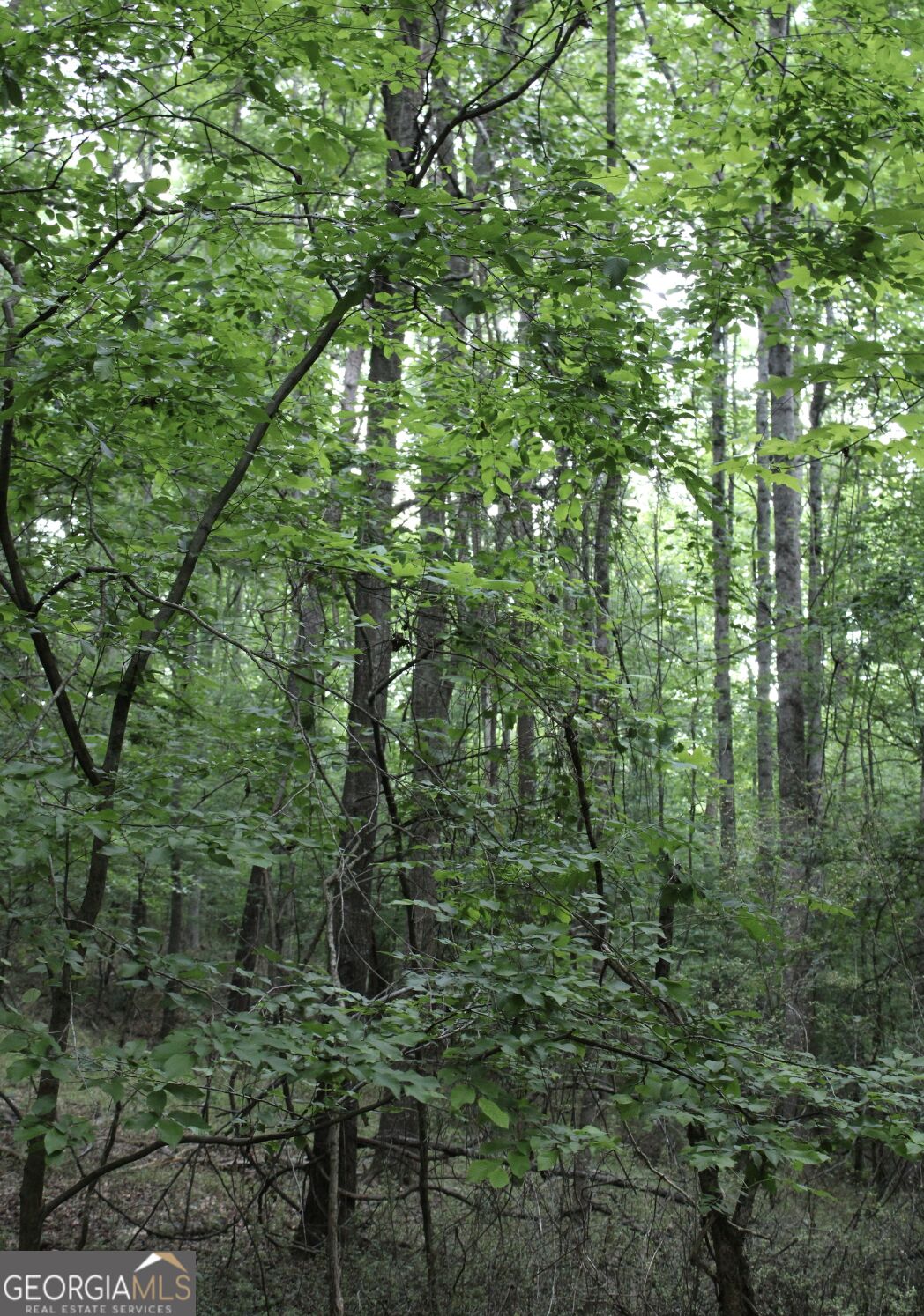 1135 Mount Moriah Road