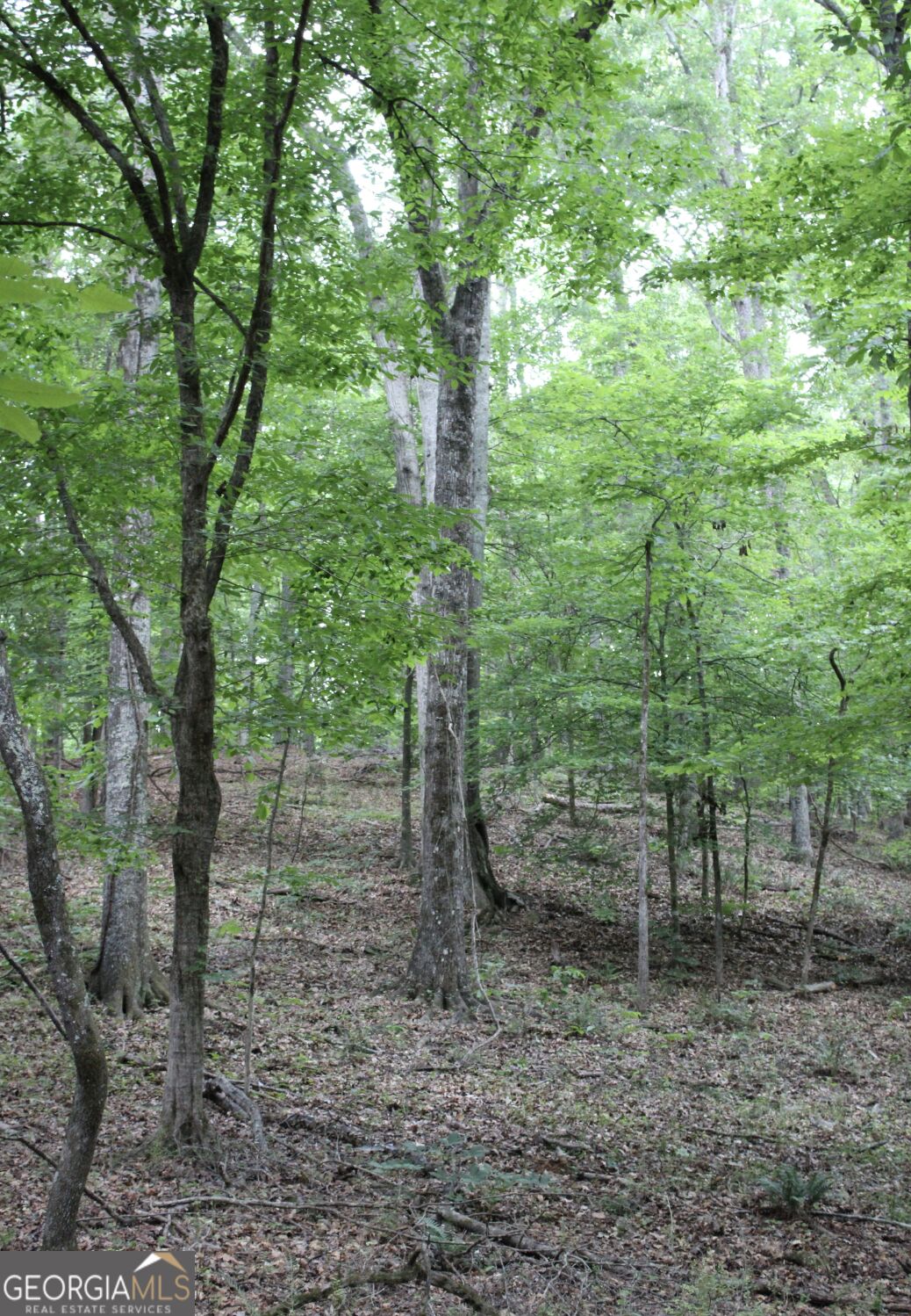 1135 Mount Moriah Road