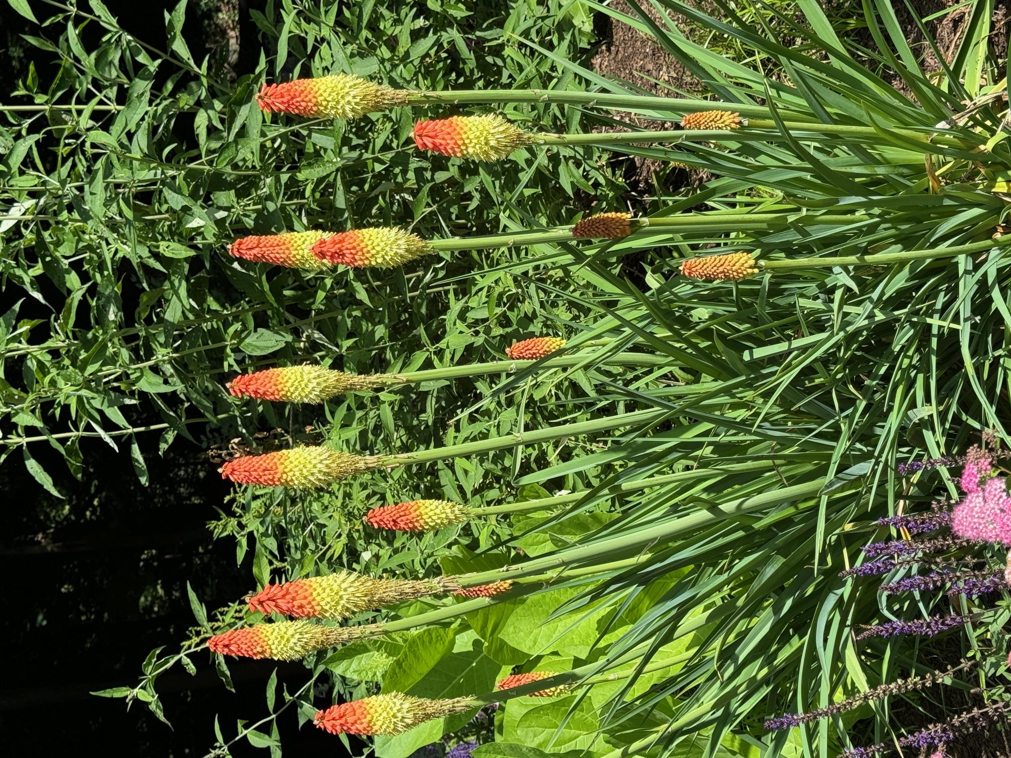 5 Shingle House Road