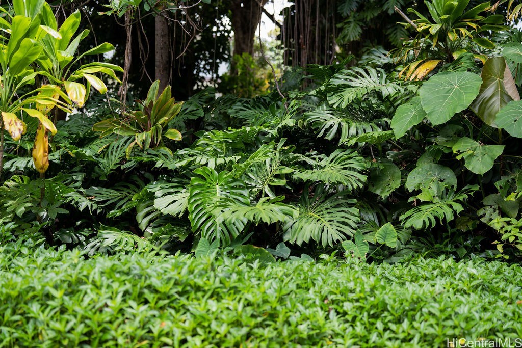 Tropical landscaping with split-leaf foliage and a neatly trimmed hedge.