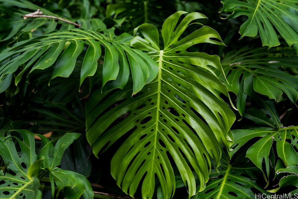 Large glossy monstera leaves amid dense tropical foliage.