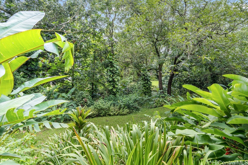 Tropical garden with a grassy clearing surrounded by banana leaves, ferns, and dense trees.