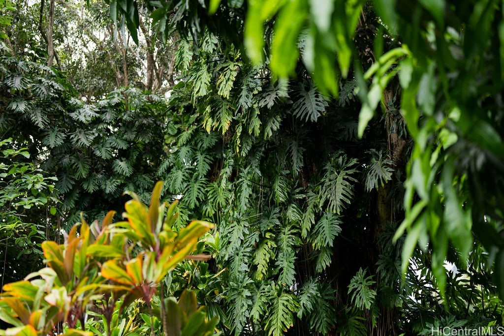 Tropical landscaping with dense ferns, split-leaf foliage, and colorful croton plants.