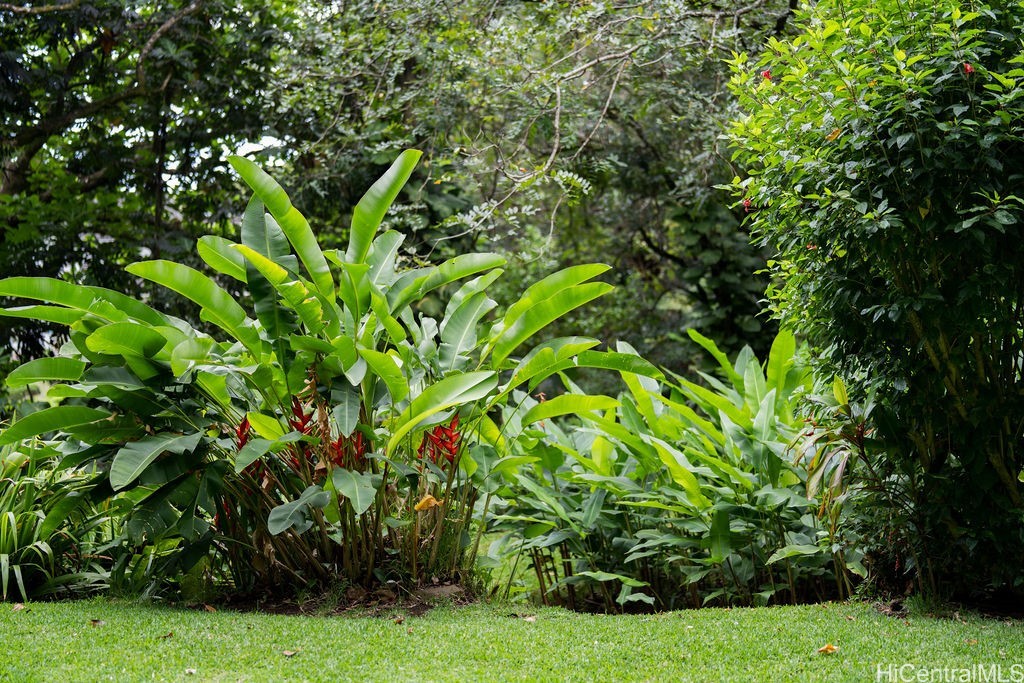 Tropical garden with a green lawn and dense foliage, including broad leaves and red flowers.