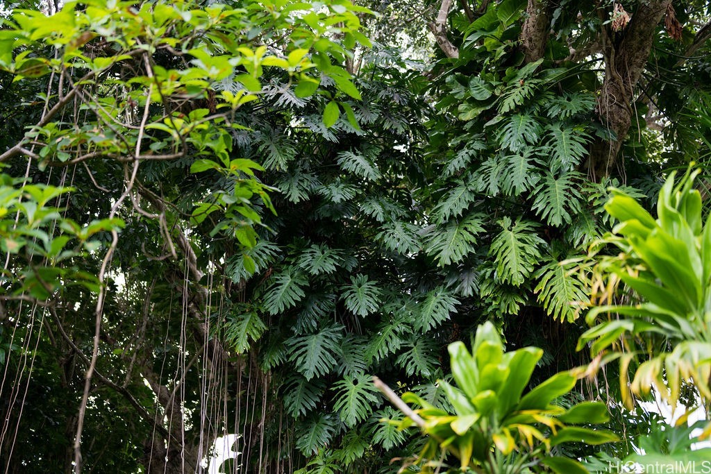 Dense tropical foliage with large split leaves and vines