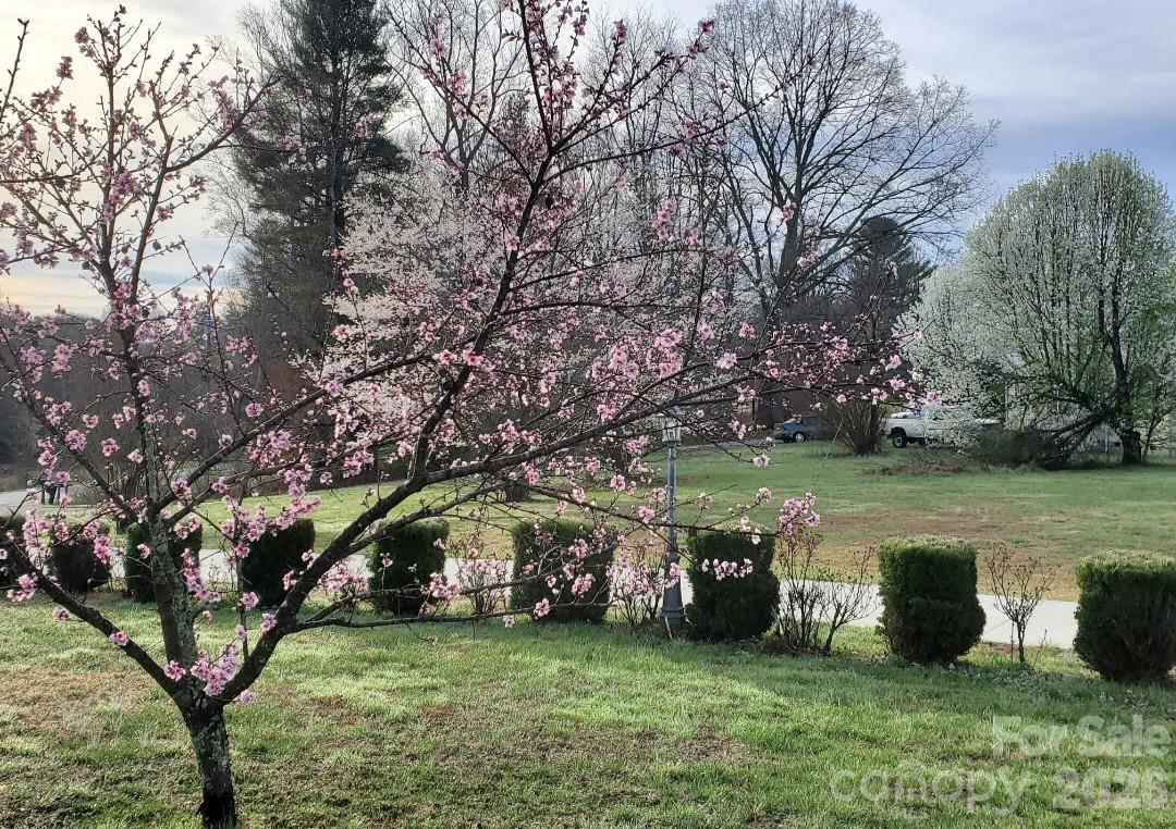 Residential yard with a pink-blossoming tree, trimmed shrubs, and a walkway.