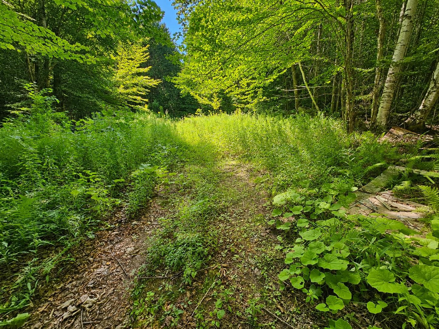 2016 Hinman Settler Road