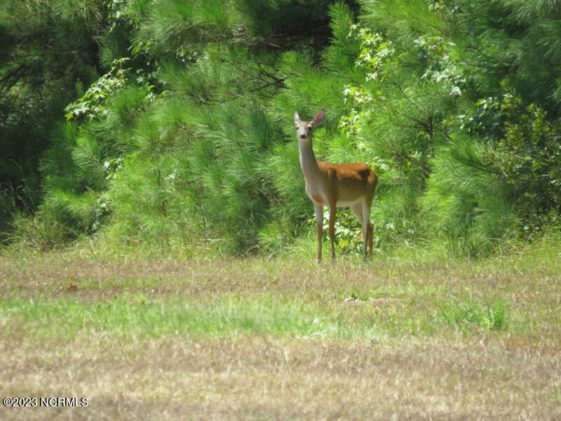 1216 Bighorn Drive NW