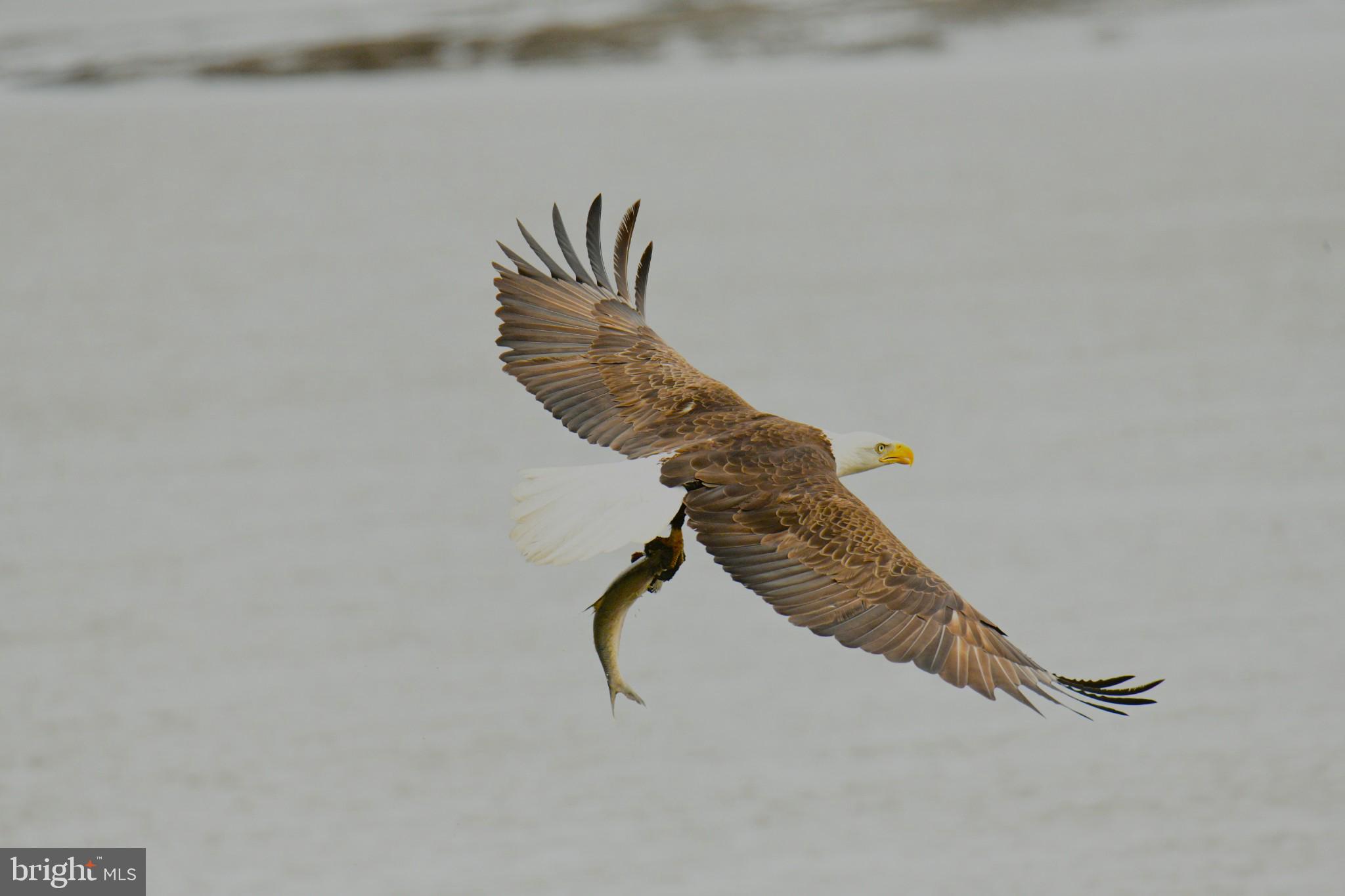 30019 Eagle Point Dr #2d