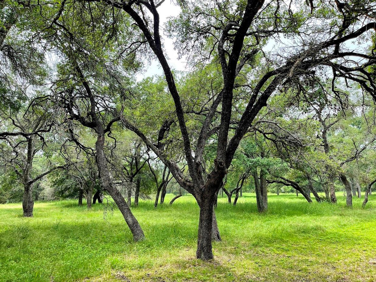 TBD Ranch Road 12