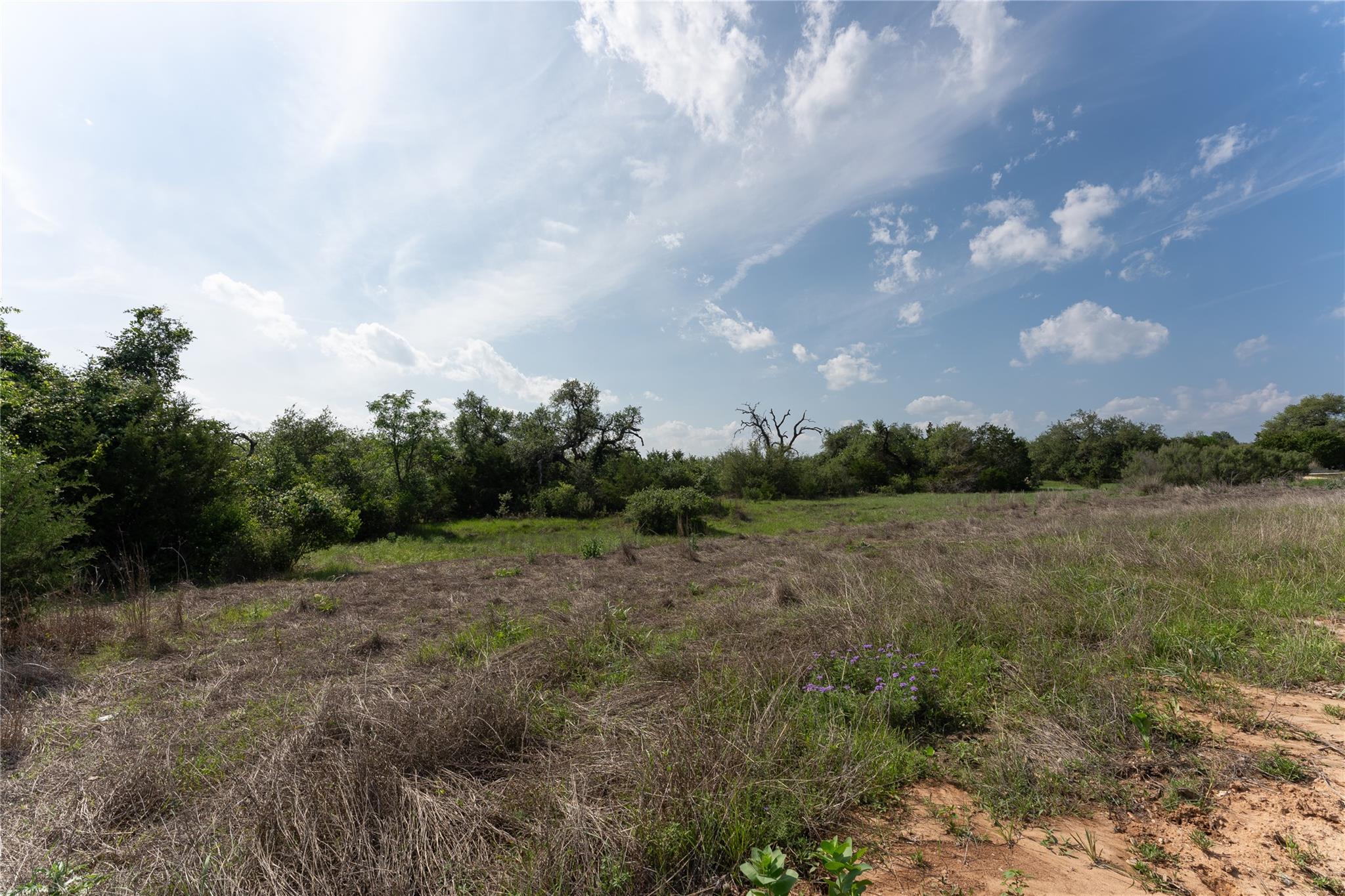 143 Prairie Grass CV
