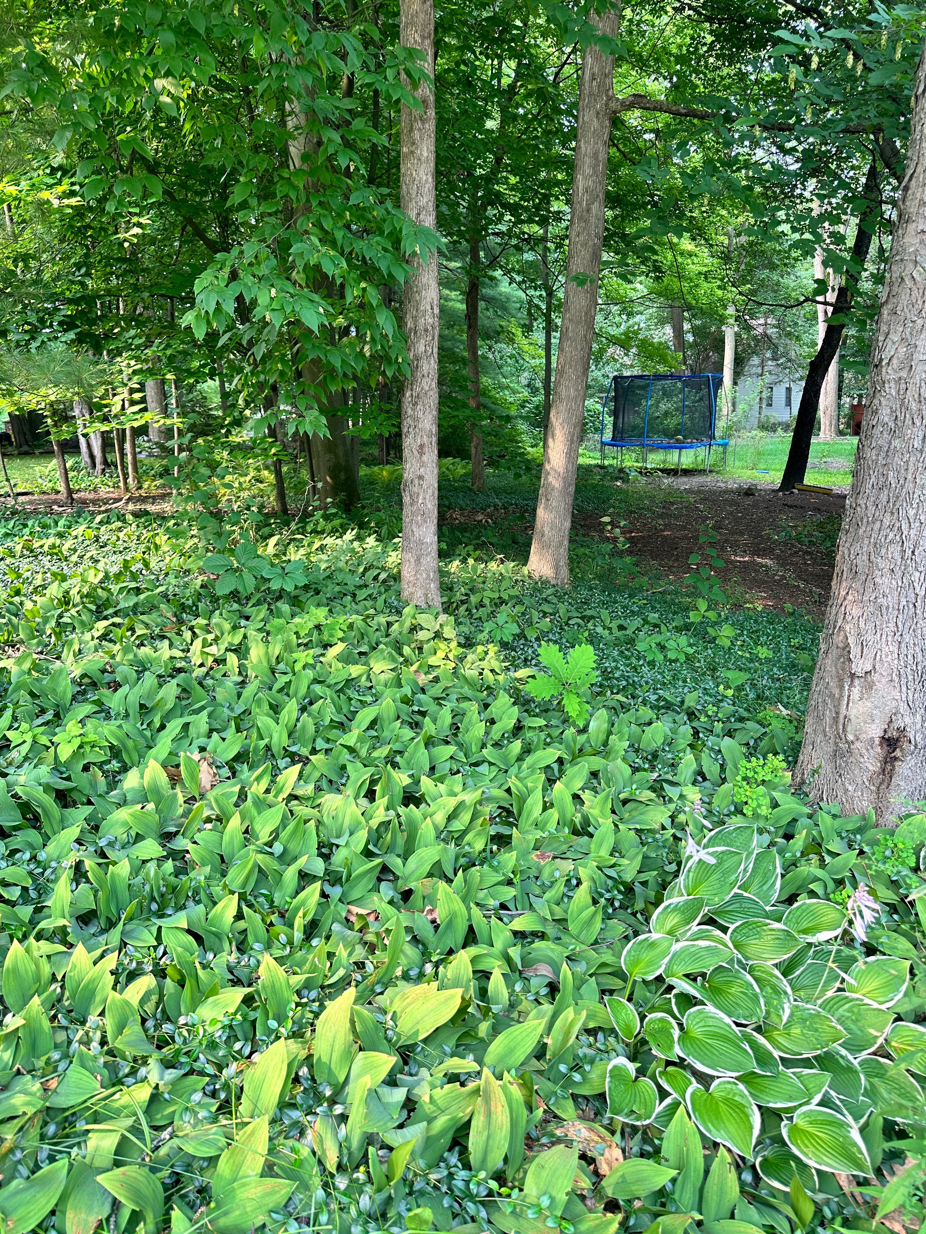 5905 MISTY HILL Court