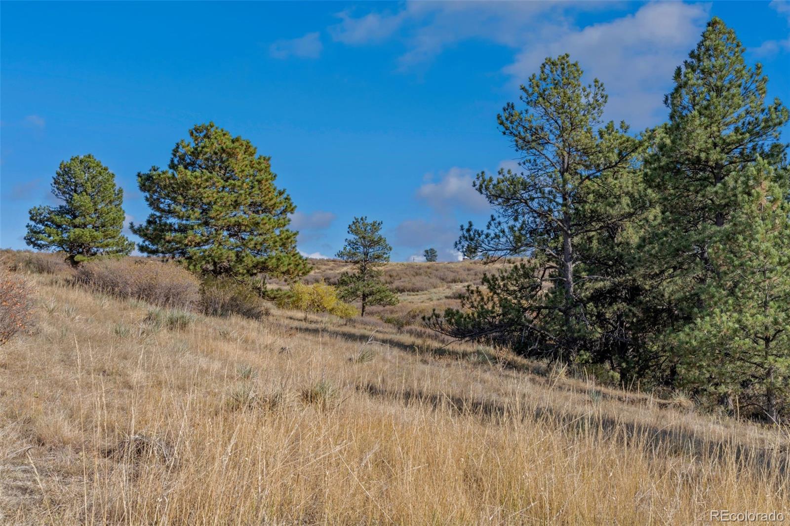 Open grassy property with mature pine trees and gently rolling terrain.