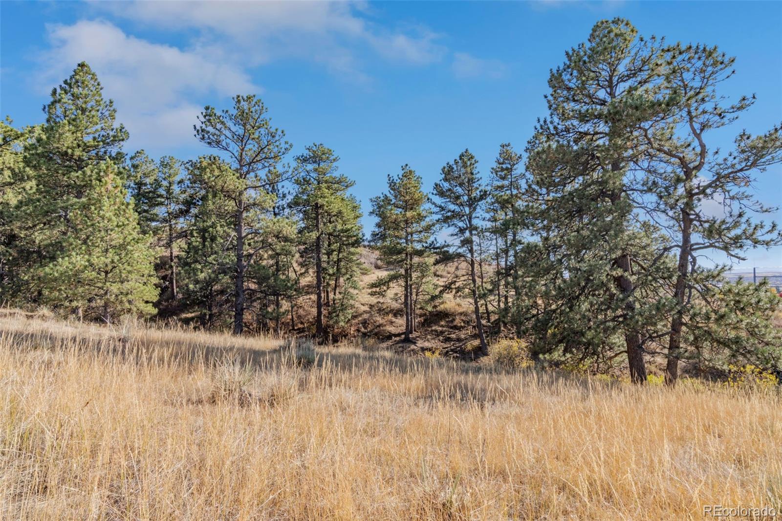 Grassy lot with mature pine trees and a gently sloping, open clearing.