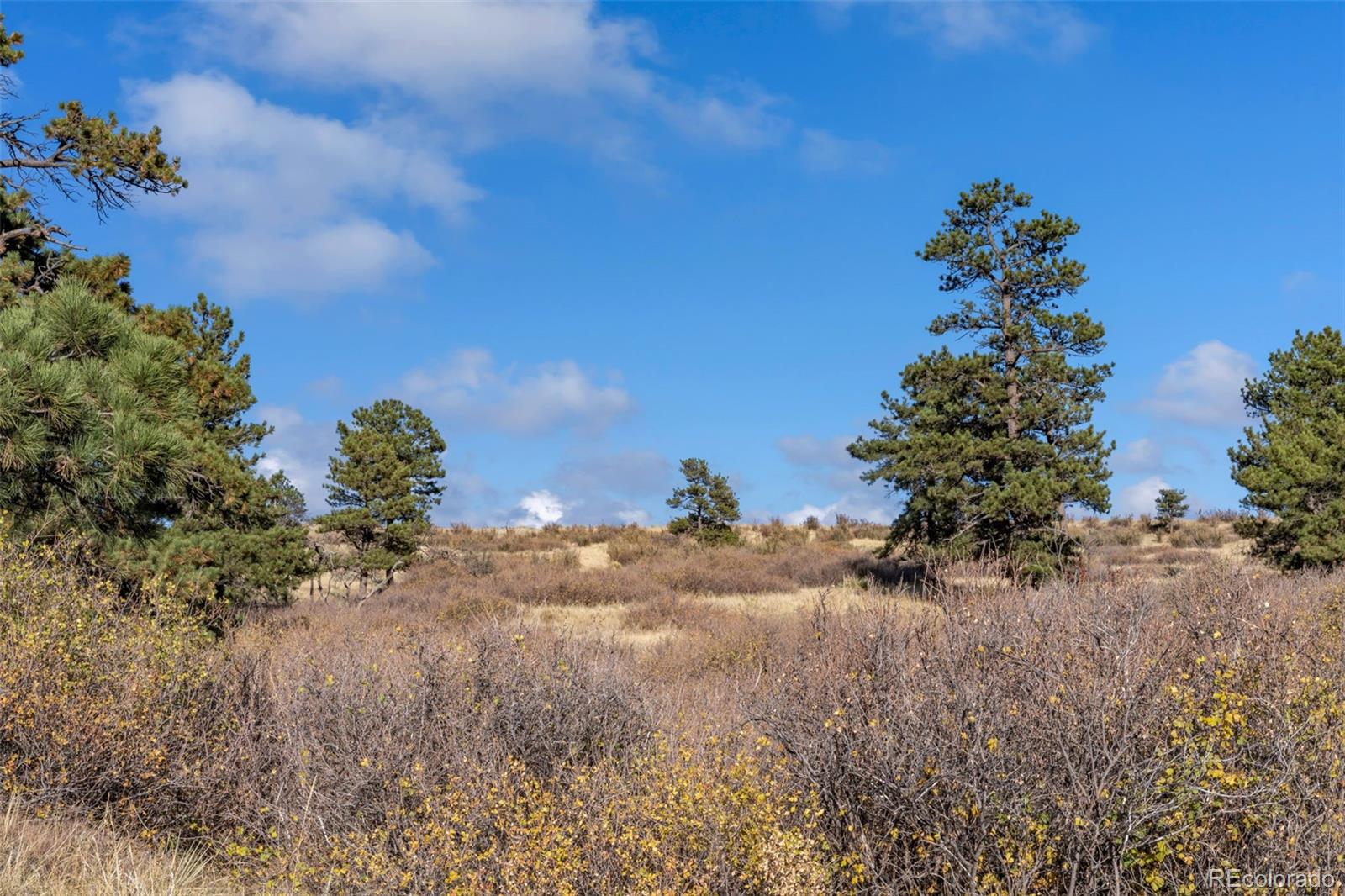 Open, brush-covered land dotted with pine trees beneath a blue autumn sky.