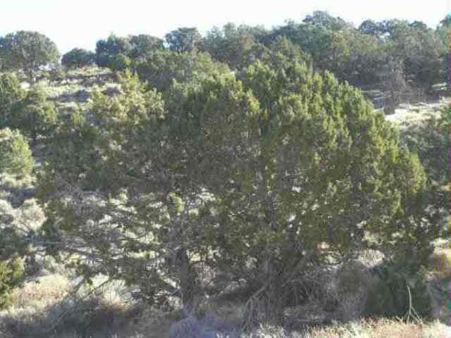 915 S Cany Lot 16 Ph 2 Northridge