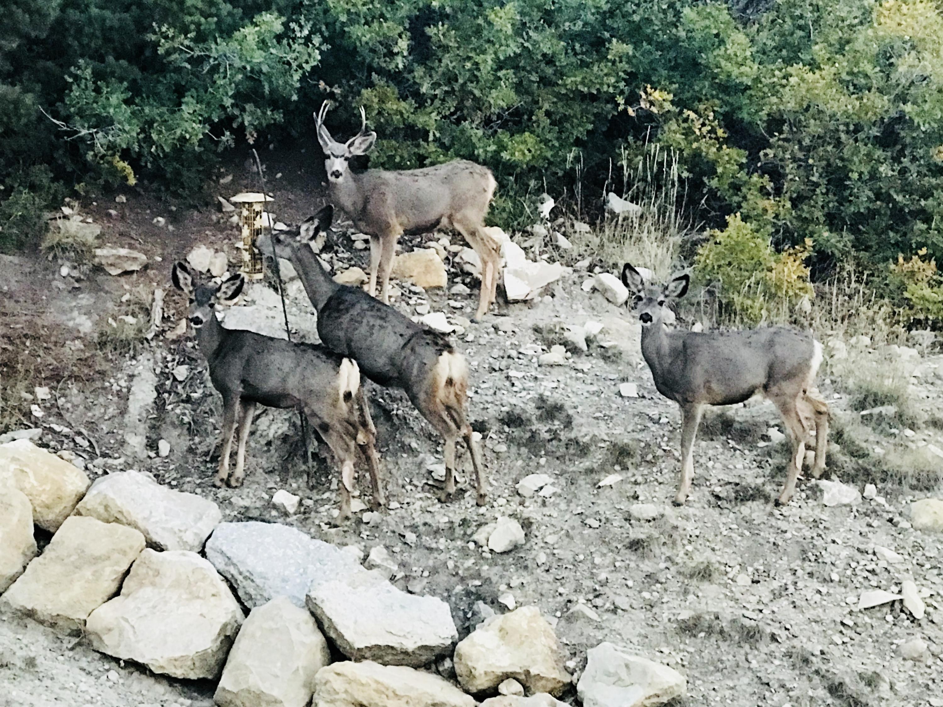 2215 S High Mountain View DR