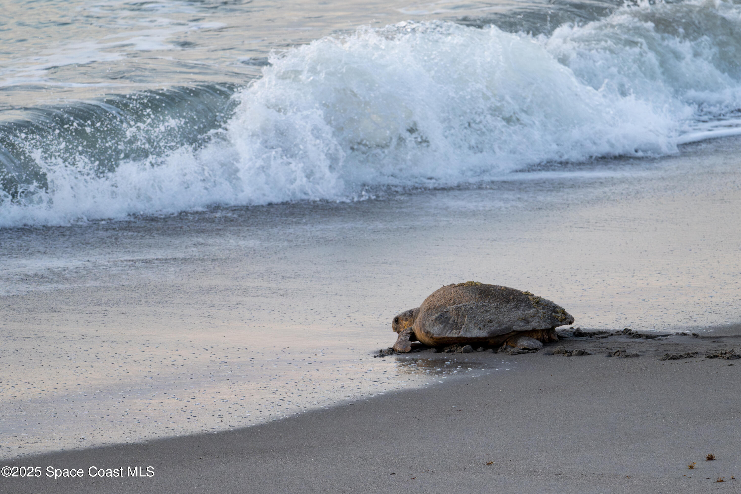 581 Highway A1A, 502