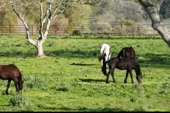 6500 Santa Rosa Road