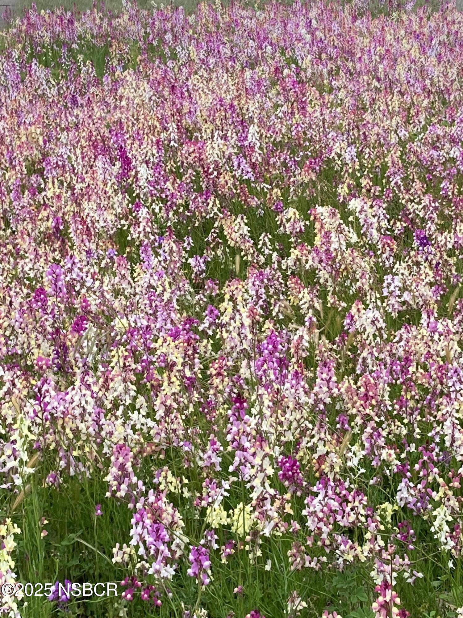 40 Bobcat Springs Road