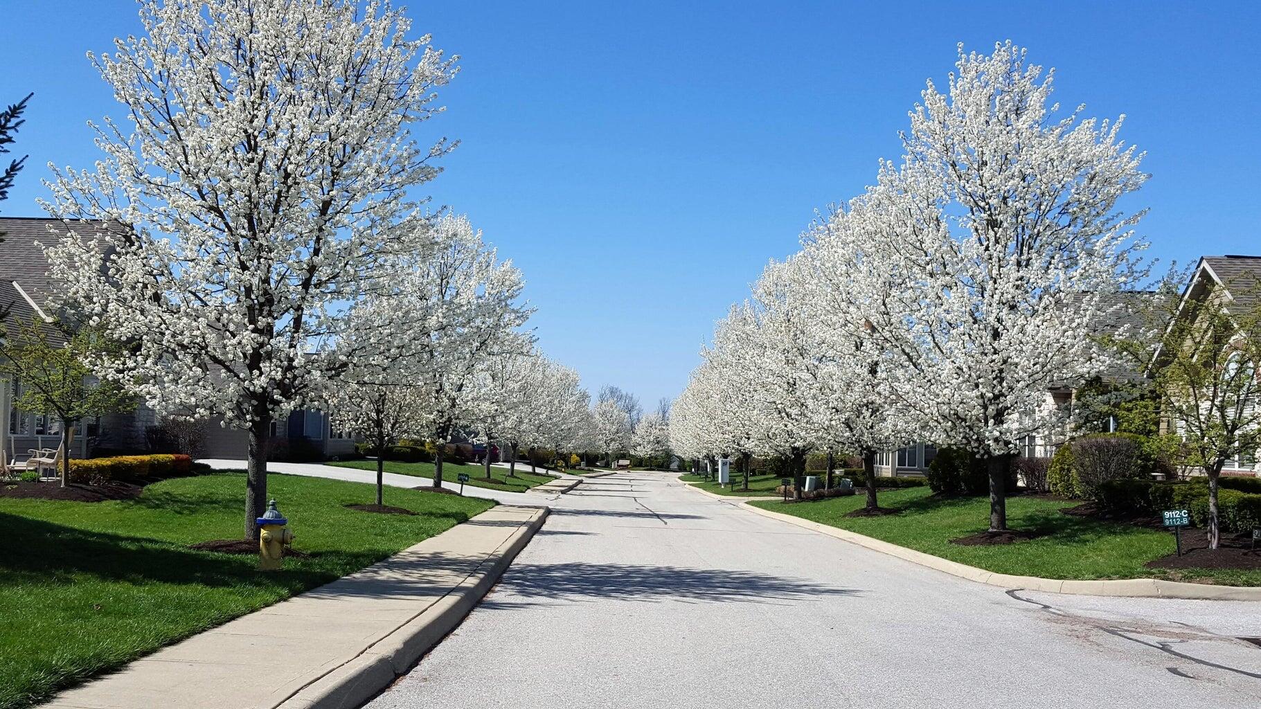 9100 Timberbrook Lane, C